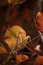 beautiful european mantid or praying mantiss religiosa on red smoke tree leaves, coggygria cotinus. Soft focused vertical macro Royalty Free Stock Photo