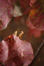 Beautiful european mantid or praying mantiss religiosa on red smoke tree leaves, coggygria cotinus. Soft focused vertical macro Royalty Free Stock Photo