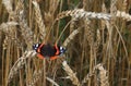 European Red Admiral butterfly, Vanessa atalanta resting on a ripe crop straw in Estonian crop field. Royalty Free Stock Photo