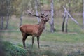 Beautiful european red deer in the nature habitat. deer in rut Royalty Free Stock Photo