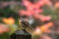 Beautiful European robin sitting on a pole in a park in autumn Royalty Free Stock Photo