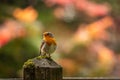 Beautiful European robin sitting on a pole in a park in autumn Royalty Free Stock Photo