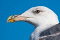 Beautiful European Seagull Portrait