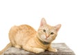 European yellow ginger cat pet isolated