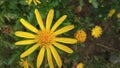 Beautiful Euryops brownei yellow flower Royalty Free Stock Photo