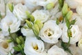 Beautiful Eustoma flowers, Lisianthus, tulip gentian, eustomas.