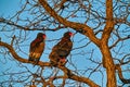 Beautiful evening dark light with eagles pair. Bateleur Eagle, Terathopius ecaudatus, pair brown and black bird prey in nature Royalty Free Stock Photo