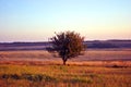 Beautiful evening landscape, purple-blue sky, lonely apple tree in grass meadow, hills with plowed field Royalty Free Stock Photo