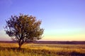 Beautiful evening landscape, purple-blue sky, lonely apple tree in grass meadow, hills with plowed field Royalty Free Stock Photo