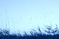 Beautiful evening landscape, sunset, a flock of birds flying over meadow grass. Royalty Free Stock Photo