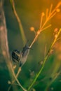 Snail walks on a plant in summer in the meadow after the rain