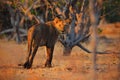 Beautiful evening with lion in Africa. African lion, Panthera leo, detail portrait of big animal, evening sun, Chobe National Park