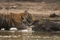 On a beautiful evening A male tiger cub cooling off in the waterhole at Ranthambore National Park Royalty Free Stock Photo