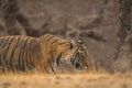 On a beautiful evening A male tiger cub on the prowl at Ranthambore National Park Royalty Free Stock Photo