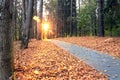 Beautiful evening scene in autumn park with sun rays Royalty Free Stock Photo