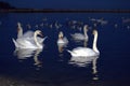 Beautiful swans evening bay