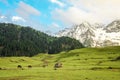 Golden meadows and snowy peaks