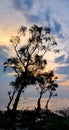 Beautiful evening sky behind dark tree Royalty Free Stock Photo