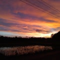 Evening sky sunset ricefield