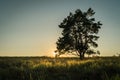 Beautiful evening sunset landscape view of a lonely pine tree and a setting sun shining through the branches. The grass shines in