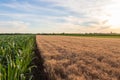 Beautiful evening sunset over the barley field and corn field Royalty Free Stock Photo