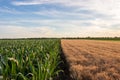 Beautiful evening sunset over the corn field and barley field Royalty Free Stock Photo