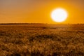 Beautiful evening sunset over a field of Golden ears of wheat and barley. Yellow is the rich color of the Sunny sky Royalty Free Stock Photo