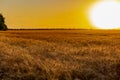 Beautiful evening sunset over a field of Golden ears of wheat and barley. Yellow is the rich color of the Sunny sky Royalty Free Stock Photo