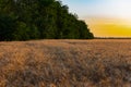 Beautiful evening sunset over a field of Golden ears of wheat and barley. Yellow is the rich color of the Sunny sky Royalty Free Stock Photo