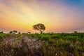 Beautiful evening and sunset photography, country side view of India, Landscape