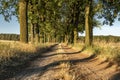 Beautiful evening sunset view of an allee avenue with a line of trees on each side of a gravel road with a dry grass strip. Royalty Free Stock Photo