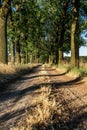 Beautiful evening sunset view of an allee avenue with a line of trees on each side of a gravel road with a dry grass strip. Royalty Free Stock Photo