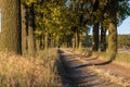 Beautiful evening sunset view of an allee avenue with a line of trees on each side of a gravel road with a dry grass strip. Royalty Free Stock Photo