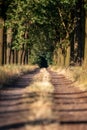 Beautiful evening sunset view of an allee avenue with a line of trees on each side of a gravel road with a dry grass strip. Royalty Free Stock Photo