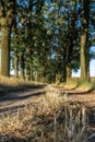 Beautiful evening sunset view of an allee avenue with a line of trees on each side of a gravel road with a dry grass strip. Royalty Free Stock Photo