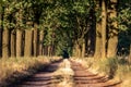 Beautiful evening sunset view of an allee avenue with a line of trees on each side of a gravel road with a dry grass strip.