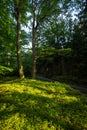 Beautiful evening sunshine in a forest Royalty Free Stock Photo