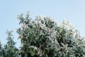 Beautiful evergreen Christmas tree with cones covered with snow on sunny winter day against blue sky, outdoors. Royalty Free Stock Photo