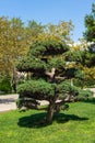 Beautiful evergreen conifer tree in city park