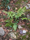 Beautiful Evergreen Fern In My Maggie Valley, NC Garden