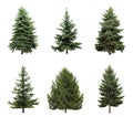 Beautiful evergreen fir trees on white background, collage