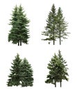 Beautiful evergreen fir trees on white background, collage