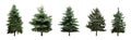 Beautiful evergreen fir trees on white background, collage. Banner design Royalty Free Stock Photo