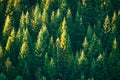 Beautiful evergreen forest with fir trees