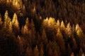 Beautiful evergreen forest with larch trees