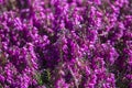 Beautiful evergreen heather Erica carnea spring alpine heath purple Flowers. Flowering Erica carnea pink ornamental plant