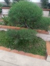 beautiful evergreen ornamental plant