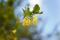 Beautiful evergreen plant mahonia japonica or oregon grapes with yellow buds and flowers on blurry background. Spring blossom