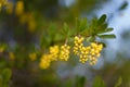 Beautiful evergreen plant mahonia japonica or oregon grapes with yellow buds and flowers on blurry background. Spring blossom