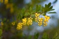 Beautiful evergreen plant mahonia japonica or oregon grapes with yellow buds and flowers on blurry background. Spring blossom